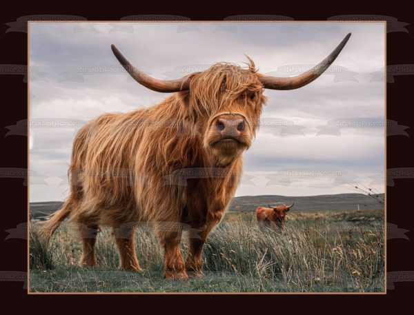 Highland Cow Windblown Edible Cake Topper Image ABPID57438 Hot on Sale